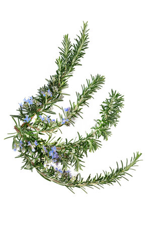 Rosemary herb herbal plant medicine and food seasoning. Boosts immune system, improves blood circulation, treats bronchial asthma. On white, copy space.の写真素材