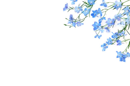 Blue delphinium wildflower background border on white background. Summer nature delicate flowers composition. Used in herbal medicine as a tranquilizer, for poor appetite and intestinal worms.の写真素材