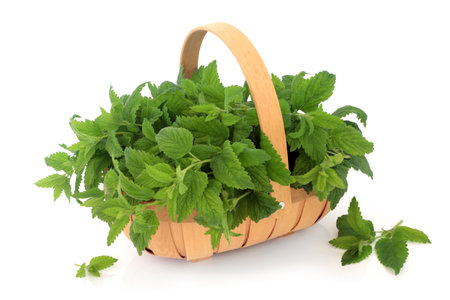 Lemon balm herb in a trug basket used in natural herbal plant medicine and food cooking. Used to treat anxiety, bloating, stress, insomnia, cold sores, nausea and is immune system boosting.の写真素材