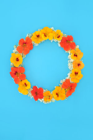 Summer flower wreath with nasturtium and elderflowers. Edible food herbal plant medicine for cold flu remedy, coughs and fevers and food decoration. Minimal nature floral design composition on blue.の写真素材