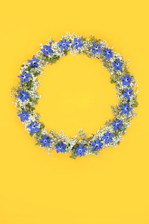 Borage herb flower and elderflower wildflower wreath on yellow. Herbal plant medicine for cold flu remedy, coughs and fevers. Minimal nature floral design composition.の写真素材