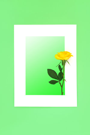 Yellow rose flower abstract background border on white green gradient. Creative minimal frame summer nature composition for greetings card.の写真素材