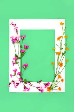 Red campion and buttercup English wildflowers with white frame on green background. Minimal summer flowers nature composition. Top view, copy space.の写真素材