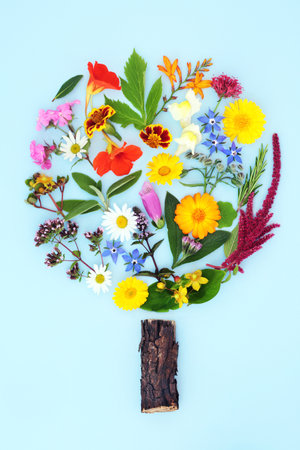 Surreal summer flower, wildflower and herb tree concept flora used in natural herbal plant medicine and remedies. Floral nature abstract concept on pastel blue background. Flat lay.の写真素材