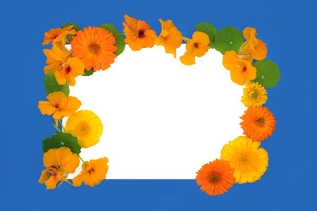 Summer flowers with nasturtium and calendula. Used in natural herbal plant medicine to treat cold and flu infections and boost immune system. On blue with white copy space.の写真素材