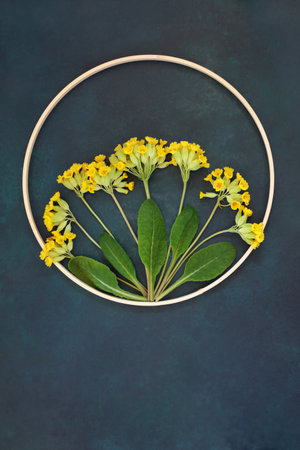 Cowslip wildflower abstract nature design with round wooden wreath frame. Beautiful Spring flower arrangement, endangered species on mottled blue background.の写真素材