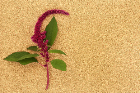 Amaranthus plant with healthy seed background. Health food highly nutritious, gluten free, high in minerals, protein, vitamins and micro nutrients. Lowers cholesterol and helps weight loss dieting.の写真素材