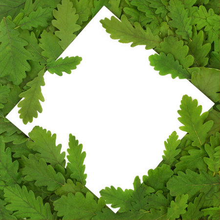 Oak tree leaf abstract background frame with white blank copy space. Go green eco friendly nature fauna composition.の写真素材