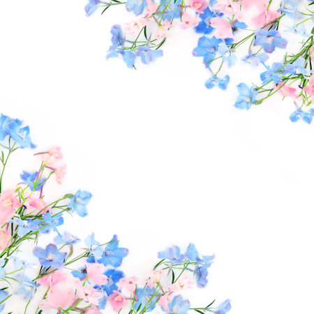 Delphinium wildflower background border on white. Summer flowers minimal nature border composition. Used in herbal medicine as a sedative and for poor appetite.の写真素材