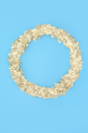 Meadowsweet summer wildflower wreath on blue background. Herbal plant medicine for cold flu remedy,  bronchitis, upset stomach, heartburn and gout. Beautiful minimal nature floral design composition.の写真素材