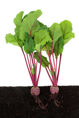 Beetroot plants growing in earth with rootballs, cross section. Organic health food local sustainable farming fresh produce. On white.の写真素材