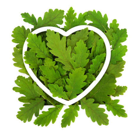 Eco friendly oak tree leaf symbol with heart shape frame. Go green love the trees floral nature concept symbol on white background.の写真素材