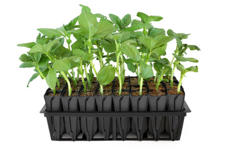 Broad bean plants growing in root trainer to develop growth prior to planting out. Upright module in black plastic on white background. Flat lay Top view.の写真素材