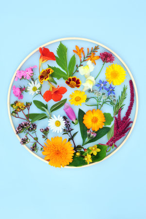 Summer flowers, wildflowers and herbs used in natural herbal plant medicine. Alternative edible floral nature concept in round shape wooden frame on pastel blue background.の写真素材