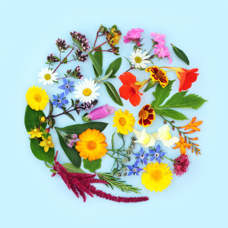 Summer flowers and herbs used in flower remedies and herbal plant medicine treatments.の写真素材