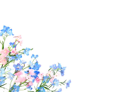 Pink, blue delphinium wildflower background border. Summer flower minimal composition. Used in herbal medicine as a tranquilizer, for poor appetite and intestinal worms. On white.の写真素材