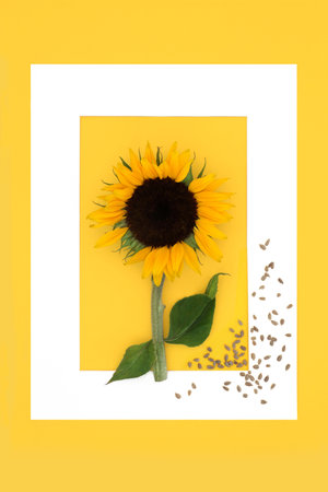 Sunflower abstract background frame with loose seeds.  Healthy summer sunflower seed food for dietary supplement. High in vitamin E, flavonoids, antioxidants omega 3. On yellow, white frame.の写真素材