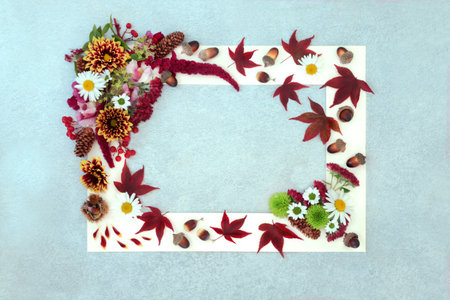Abstract Autumn and Thanksgiving arrangement of leaves and flowers. Background nature white frame of vivid natural design for the Fall season. Flat lay, top view, copy space on mottled grey blue.の写真素材