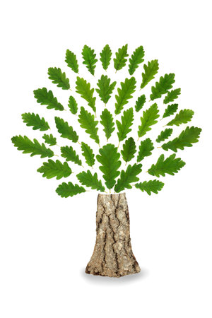 Oak tree leaf abstract go green eco friendly logo symbol with green leaves and trunk. Ecological design element for environmentally friendly signs, brands and  logos. On white background.の写真素材