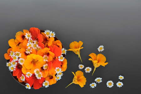 Feverfew and nasturtium flowers for herbal plant medicine, food decoration, tea and seasoning. Used to treat colds and flu and boost immune system. On gradient grey.の写真素材