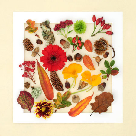 Autumn and Thanksgiving abstract arrangement of leaves and flowers. Background nature study white frame of vivid natural design for the Fall season. Flat lay on hemp paper background.の写真素材