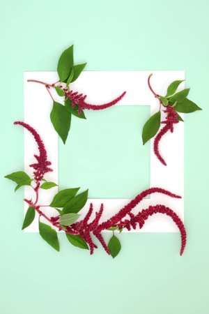 Amaranth plants with red flowers. Background border with white frame. Health food highly nutritious, gluten free, high in protein, antioxidants. Lowers cholesterol, helps weight loss. On pastel green.の写真素材