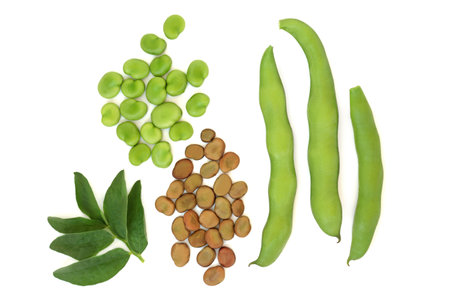 Broad bean legumes dried and fresh local produce with leaves. Vegetables high in fibre, protein, folate and B vitamins, can lower high cholesterol levels. On white background.の写真素材