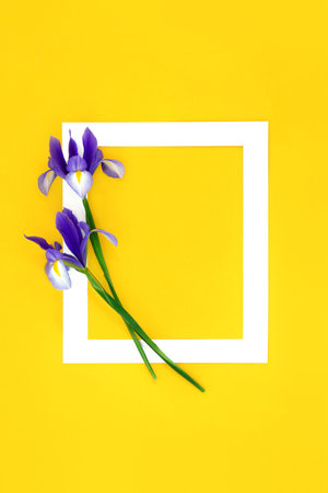 Abstract arrangement of purple iris flowers on white frame on yellow background. Minimal nature, Spring, Summer, Mothers Day, Easter composition. Flat lay, copy space.の写真素材