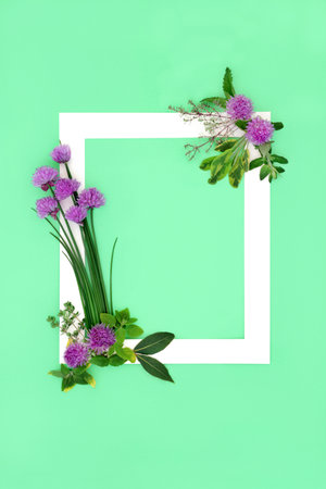 Creative concept with herb leaf flower seasoning. Minimal background border with white frame on green.  Organic natural local homegrown produce concept. Flat lay, top view, copy space.の写真素材