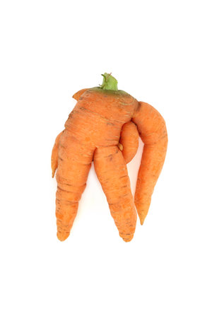 Twisted and deformed ugly carrot vegetable on white background. Caused by over watering, too rich soil, small rocks in growing medium or pythium fungal disease.の写真素材