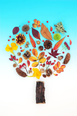 Abstract Autumn and Thanksgiving tree shape design with leaves, flowers, berry fruit, nuts and natural objects. Surreal nature Fall composition. On gradient blue white background. Flat lay.の写真素材