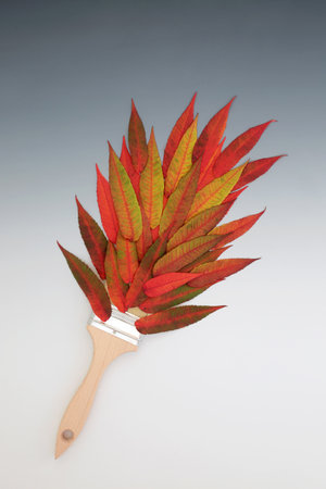 Surreal Autumn and Thanksgiving paintbrush splash with red and orange vivid rhus typhina leaves. Abstract composition colourful on gradient grey white background. Flat lay copy space.の写真素材