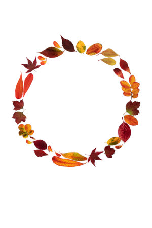 Autumn wreath leaves composition. Abstract nature concept with vivid colorful leaf arrangement. Minimal abstract Fall and Thanksgiving design. On white background. Flat lay copy space.の写真素材