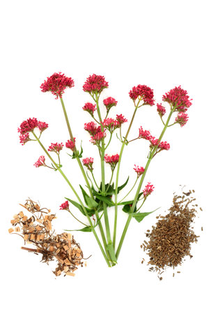 Red valerian adaptogen herb plant with dried root used in herbal medicine to treat insomnia, anxiety, headaches, digestive, menopause problems. On white. Valeriana officinalis.の写真素材