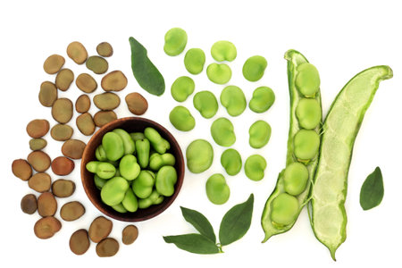 Broad bean legumes health food dried and fresh with leaves. High in protein, fibre, folate and B vitamins, can lower high cholesterol levels. On white background.の写真素材