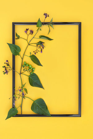 Deadly Nightshade plant with flowers and green berries with black frame on yellow background. Highly poisonous toxic wildflower also used in natural herbal medicine remedies. Belladonna.の写真素材