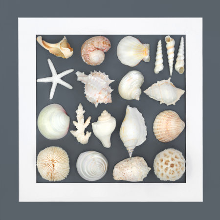 Seashell collection background frame on gray. Abstract square shape border with assorted shells. Nature design with exotic and tropical varieties.の写真素材