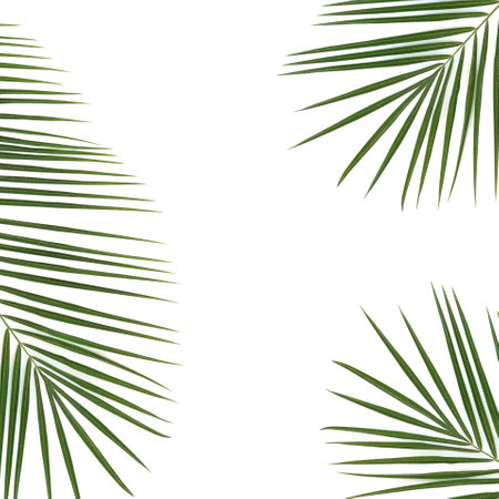 Date palm leaf abstract background frame on white. Natural green leaf fronds with copy space. Phoenix canariensis.の写真素材