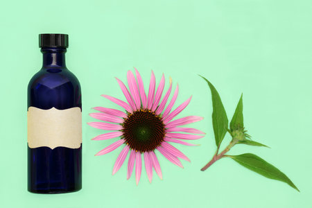 Echinacea healing remedy for coughs colds and bronchitis. Natural alternative medicine composition with flower head, tincture bottle and leaf sprig on green background.の写真素材