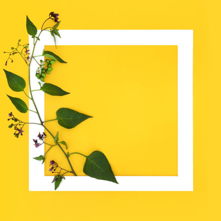 Belladonna Deadly Nightshade plant with flowers and unripe berries with white frame on yellow background. Poisonous toxic wildflower also used in alternative herbal medicine healing.の写真素材