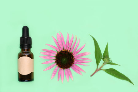 Echinacea natural tincture for coughs colds flu and bronchitis remedies with bottle, flower head, leaf sprig on green background. Natural alternative herbal medicine.の写真素材