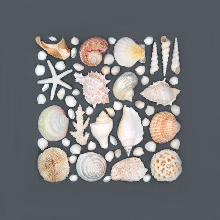 Tropical seashell collection abstract design on gray background. Abstract square shape with assorted shells. Nature design with natural varieties.の写真素材