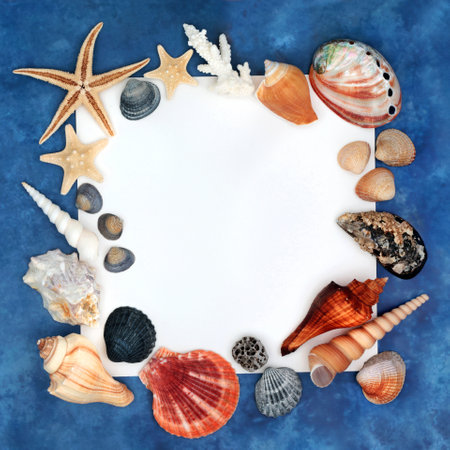 Seashell design abstract background border on mottled blue. Decorative square shape natural nature design on white with a variety of shells. Copy space.の写真素材