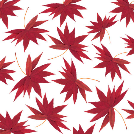 Autumn Fall falling red staghorn sumac leaves nature pattern on white background. Abstract vivid design for greeting card, wrapping and wallpaper.の写真素材