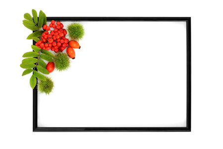 Autumn Thanksgiving Fall background with rosehip and rowan berry fruit and chestnuts with black frame on white. Festive floral nature design for label, card, invitation, menu.の写真素材