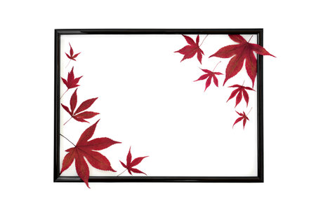 Maple leaves abstract composition on black frame on white background. Minimal Autumn Fall red leaf design for card, label, invitation, menu.の写真素材
