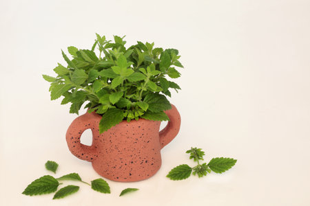 Lemon balm herb used in aromatherapy and natural herbal medicine to relieve anxiety, stress and improve gut health on cream background. Melissa officinalis.の写真素材
