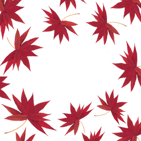 Autumn Fall falling red staghorn sumac leaves nature design on white background. Abstract vivid  autumn leaf color composition.の写真素材