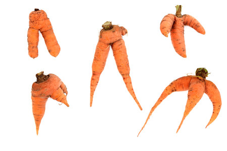 Forked and deformed carrot vegetables. Organic imperfect examples on white background.の写真素材