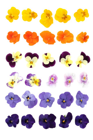 Pansy flowers varieties of mixed colors with flower heads on white background. Used in floral food decoration and natural alternative herbal medicine. Large collection.の写真素材
